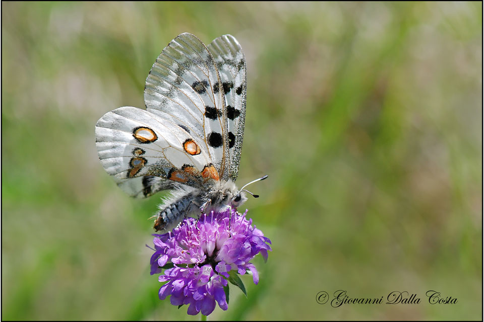 La mia prima Parnassius apollo